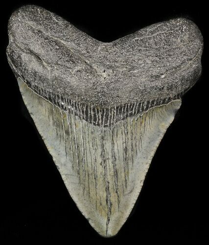 Fossil Megalodon Tooth - South Carolina #47613